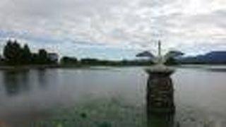 白鳥で有名ですが、蓮の季節も綺麗そうです