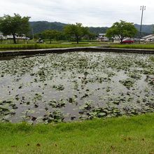 池沿いに遊歩道が整備されています