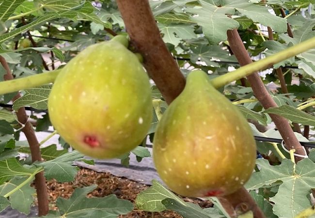 館山パイオニアファーム