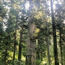 羽黒山の爺杉