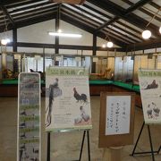 珍しい鳥が沢山見れます