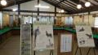 珍しい鳥が沢山見れます