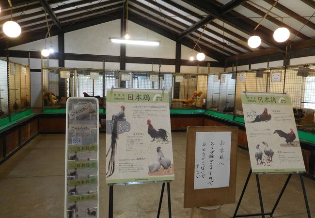 珍しい鳥が沢山見れます