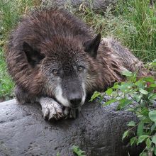 シンリンオオカミ