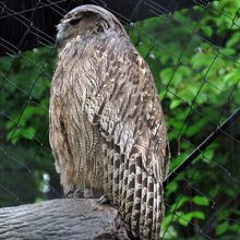 シマフクロウ