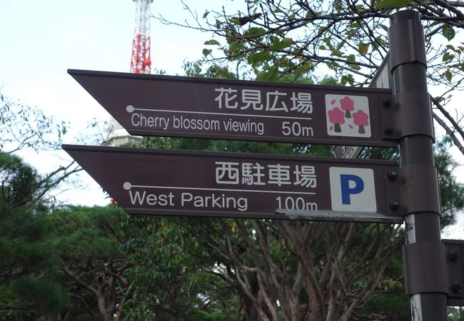 八幡山公園のお花見