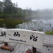 神秘的で、かつ 北海道でしか見れない木々があり