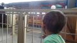 息子の一番のお気に入り♪