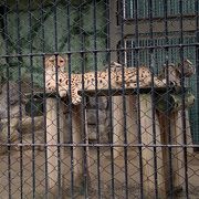 子どもがはじめての動物園はこちらでした