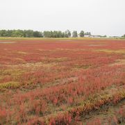 10月上旬、サンゴ草がかなり赤くなっていた