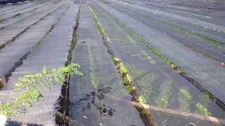 5月から10月までは「寒冷紗」という黒い幕で覆って日陰を作っている