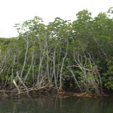 マングローブ