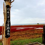 真っ赤な絨毯、能取湖のサンゴ草