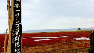 真っ赤な絨毯、能取湖のサンゴ草