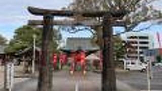 立派な楠があります