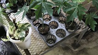 苗木もあります