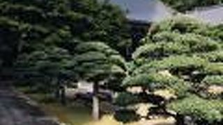 本堂前な松が見事