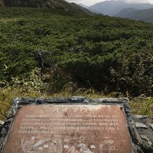 ハイマツが群生