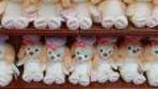 仲間が増えまくり