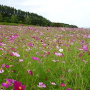 広大なコスモス畑です