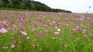 広大なコスモス畑です