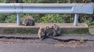 野生動物と絶景