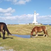 海と灯台と馬