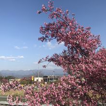 彼岸桜