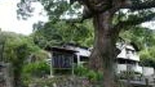 推定樹齢１０００年のクスノキ