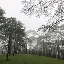 ここに松のような木が自然に沢山茂っている