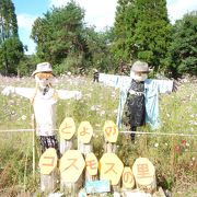 素朴な雰囲気のコスモス園