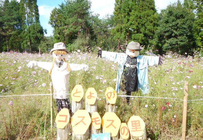 素朴な雰囲気のコスモス園