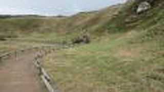 水仙の葉が少しだけ出始めていました