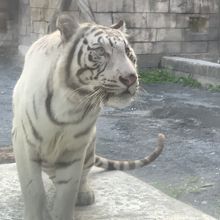 東武動物公園の一番のお目当てはホワイトタイガーです！