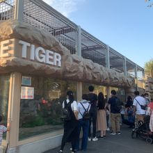 東武動物公園の一番のお目当てはホワイトタイガーです！