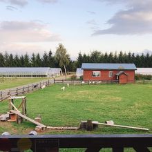 ヤギのいる広場