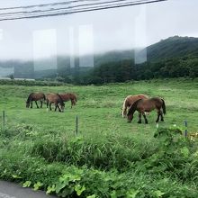 尻屋崎口バス停近くの緑地で見かけた寒立馬。