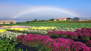 今はコスモスと菊が咲いています