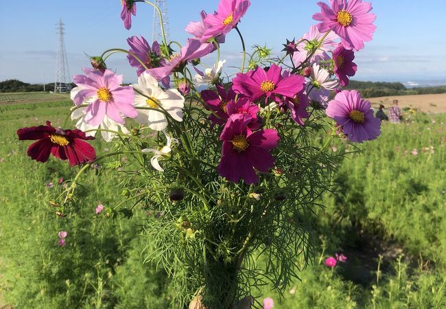 観光農園花ひろば　