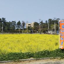 菜の花の季節はお店の前の菜の花が満開で、とてもきれいです！