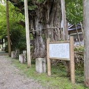 上日寺のイチョウ♪