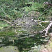 美しい湧き水が噴き出す泉