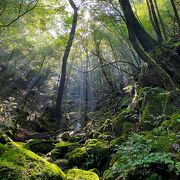 白谷雲水峡の苔むす森