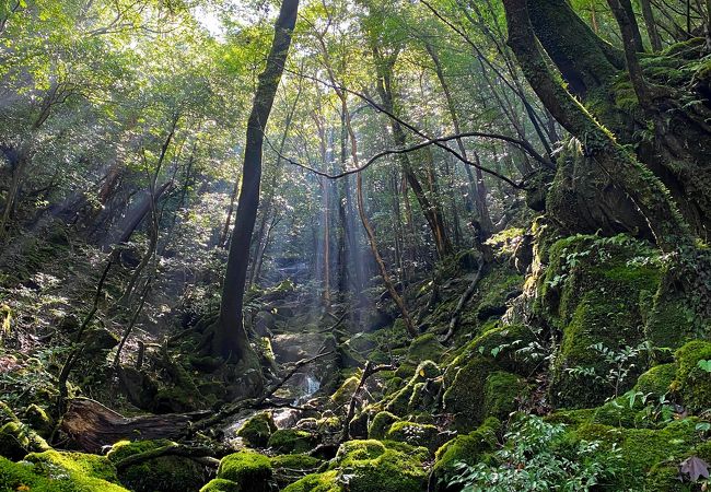 もののけ姫の森 苔むす森 クチコミ アクセス 営業時間 屋久島 フォートラベル もののけ姫の森 苔むす森 クチコミ アクセス 営業時間 屋久島 フォートラベル
