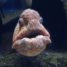 オオカミウオを初めて間近で見ました。