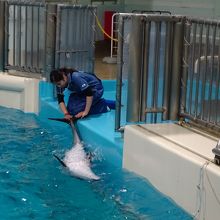 イルカさんを丁寧に洗っています。