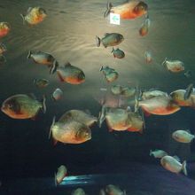 アマゾンの魚であるピラニアもいました。