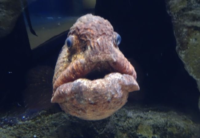 浅虫水族館 クチコミ アクセス 営業時間 浅虫温泉 フォートラベル