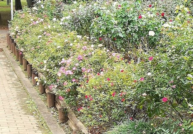 与野公園 クチコミ アクセス 営業時間 大宮 フォートラベル