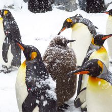 ペンギン / Penguins